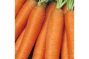 Early Nantes Carrot Seeds – 1000 Seeds – Suitable for Indoor & Outdoor Planting in Pots or Soil in The Yard, Balcony or Garden – Packed in The UK by Meldon Seeds