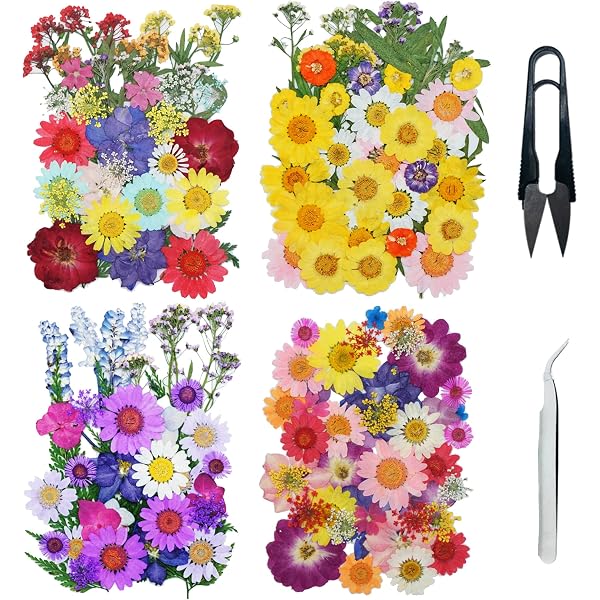 66 Fleurs Séchées Naturelles MXTIMWAN - Pour DIY Bougies, Résine, Déco