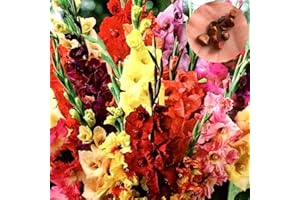 Benoon Semillas De Gladiolos, 1 Bolsa Semillas De Gladiolos Semillas De Flores Estéticas De Gladiolos Para El Hogar Semilla