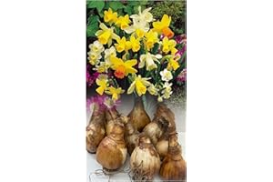 Mixed Miniature Daffodil/Narcissus Bulbs Hardy Dwarf Spring Garden Perennial (50) : - by GARTHWAITE NURSERIES® : - UK Stockist