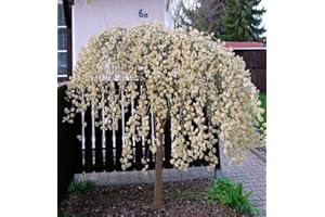 PILLE BAUMSCHULEN Salix caprea Pendula Kilmarnock hängende Kätzchenweide Weide Stamm Stämmchen viele Größen (Stammhöhe 80 cm)