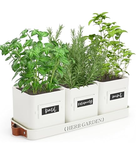 Erbe aromatiche: un angolo aromatico in casa tutto l'anno