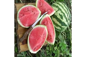 PRETTY WILD SEEDS Vegetable Seeds 60+ Varieties Carrot Pumpkin Cabbage Pea Tomato SWEETCORN Bean Turnip Swde Brussel Onion Cauliflower Fennel Beetroot Herbs (Watermelon Crimson Sweet Approx. 10 Seeds)