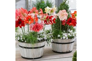 DUTCH BULBS EXCLUSIVE PLANTS FROM HOLLAND Amaryllis Surprise Collection (10 bulbi) in formato grande 26/30, Piante e fiori da bulbo esclusivi dall'Olanda, Veri bulbi di Hippeastrum (senza semi, cera, non artificiali)