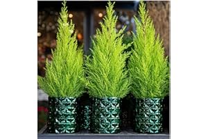 GrowOn Shrubs [x3] Dwarf Conifer Cupressus Macrocarpe 'Wilma' Goldcrest Lemon Cypress | Multi-Pack | Evergreen Shrubs | Outdoor Garden Ready Plants