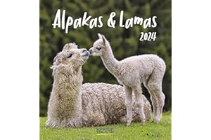 Alpakas und Lamas 2024: Aufstellbarer Postkartenkalender mit Fotos der lustigen Trendtiere. Format 16 x 17 cm