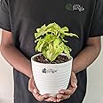 LittleJungle Syngonium Mango Allusion - Live Plant with 5.5 Inches White Decor Pot | Indoor Plants For Home | Office Desk | Air Purifying Plant | Live Plant With Pot For Home Decor |