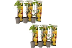 Plant in a Box - Rubus idaeus 'Fallgold' - Set de 6 - Framboisiers arbre fruitier à planter exterieur robuste - Pot 9cm - Hauteur 25-40cm