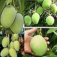 Dejestqoo Combo 2 "Rajapuri Mango Tree + Langra Mango Plant Height 2-3 Feet Mango Plant Hybrid "King Of Fruits"2 Grafted Healthy Live Plant For Home Garden