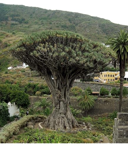 10 Samen Kanarischer Drachenbaum Dracaena Draco, Exot, Bonsai,  Zimmerpflanze : Amazon.de: Garten