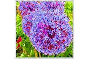 SSNSFX Perennial,Giant Allium Bulbs, Hardy, Professional for Beautiful Garden Displays-4 Bulbs-E