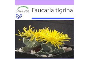 SAFLAX - Tiger Jaw - 40 Seeds - Faucaria tigrina