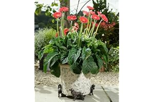 Potty Feet Cocker Spaniel Figures Plant Pot Feet - Planter Support - Handmade Decorative Ornaments - 3pcs