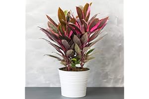 GARDENERSDREAM 1 x Cordyline Tango (Lili Club) GadernersDream - Plante d'Intérieur Épuratives Multicolores (Rose, Violet) - Arbuste en Pot - Faciles à Entretenir - Plante Naturelle de 30-40 cm