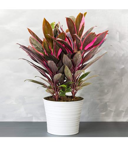 1 Zimtbaum | Cinnamomum/verum/zeylanicum | Ceylon-Zimtpflanze aus Samen aus  Sri Lanka | Selten in der EU | Ceylon Zimt Zimmerpflanze | Kanehlpflanze im  7 cm Topf : Amazon.de: Garten