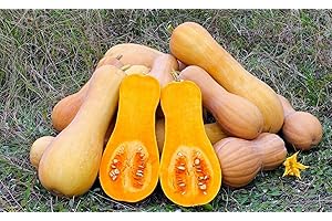 MES GRAINES POTAGÈRES Lot de 25 Graines de Courgette-Courge Musquée Butternut - chair ferme orangée, parfumée, épaisse, délicieuse - Excellente Conservation - qualités gustatives.