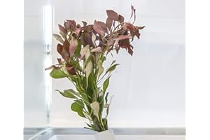 PondPlantsUK Mixed Tropical Live Aquarium Plants (5 Strand Ringed Ludwigia)