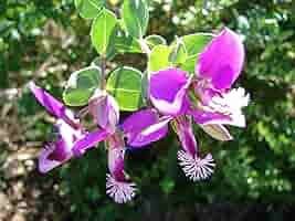 Polygala Myrtifolia Shrub Sweet Pea In A 1 Litre Pot Free Uk