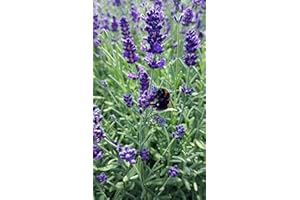 UNSERE-GAERTNEREI-MUELLER Lavendel (Lavandula angustifolia) in verschiedenen Varianten (6 Stück im Set)