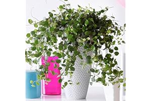 CARBETH PLANTS Maidenhair Vine Plant - Muehlenbeckia Complexa in 13cm Pot - Indoor & Outdoor Plants (Environment Friendly Packaging)