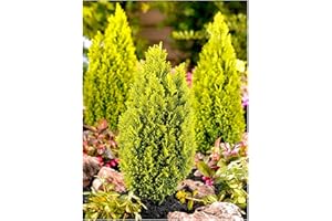 GrowOn Shrubs [x3] Dwarf Conifer Chamaecyparis Lawsoniana 'Ellwoods Gold' | Multi-Pack | Evergreen Shrubs | Outdoor Garden Ready Plants