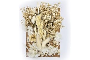 OWOAOOWL Natürliche Getrocknete Blumen,Trockenblumen Set,DIY Gepresste Blumen,Echte Getrocknete Gepresste Blumen,Trockenblumen Resin,Getrocknete Blumen für Kunst DIY Harz Scrapbooking Handwerk Karten Machen
