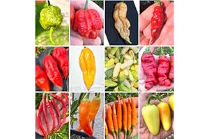 SEMI STRANI 120 Semi Peperoncino In 12 Varietà Delle Più PICCANTI Del Mondo, Collezione 3 + Guida: CAROLINA REAPER MUSTARD, REAPER MORUGA, BHUT JOLOKIA, FATALII, HABANERO, AJI, THAI PEPPER, JALAPENO WHITE
