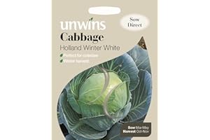 Unwins Pictorial Packet - Cabbage Holland Winter White - 200 Seeds