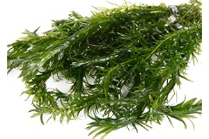 Lincolnshire Pond Plants Ltd - 10 Bunches of Elodea Densa Oxygenating Pond Plant (Weighted)