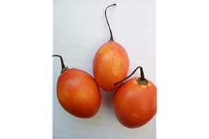 GHINO DI TACCO SEMI TAMARILLO -ALBERO DEL POMODORO-Cyphomandra betacea
