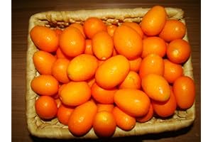 TREE ONLINE NURSERY Round Kumquat Fortunella Japonica Tree Seedling - Edible Conservatory Plant