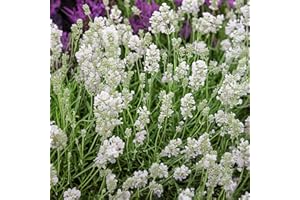 Carbeth Plants Lavender Angustifolia White 6 Pack - Pollinator Friendly English Lavender Hardy Perennial Plants - Drought Tolerant & Easy Grow Shrubs - Ideal for Beds, Borders, Containers & Pots (1)