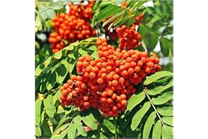 1 Mountain Ash (Rowan) Plant/Sorbus Aucuparia 1-2ft Tall Tree, Hedge 3fatpigs®