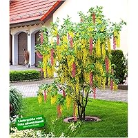 BALDUR Garten Chimären-Goldregen, 1 Pflanze Laburnocytisus adamii Edel Goldregen