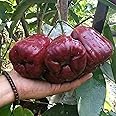 TreeGoo Sweet Red Thai Jamrul/Water Apple Plant – Large Fruit, New Hybrid Variety