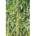 Vegetable - Climbing French Bean - Yard Long - 50 Seeds