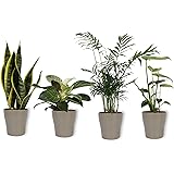 Set von 4 Zimmerpflanzen | im silberfarbenen Blumentopff | Höhe 25-30cm | Sansevieria Philodendron Monstera Chamaedorea | Top