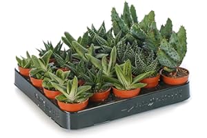 GardenersDream 20 x Mixed Aloe, Succulent, and Cactus Plants - Live Air Purifying Indoor Houseplants - Low Maintenance Indoor Plants for Home - Great Gifts for Plant Lovers (5-15cm incl. 5.5cm Pot)