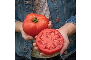 PREMIER SEEDS DIRECT - Tomato - Burlesque - 12 Seeds (Blight Resistant)
