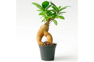 CONCRETELAB&CO Closed Terrarium Plants Bonsai Prayer Plant Spiderwort Fern Moss Fittonia (Bonsai (Ficus microcarpa))