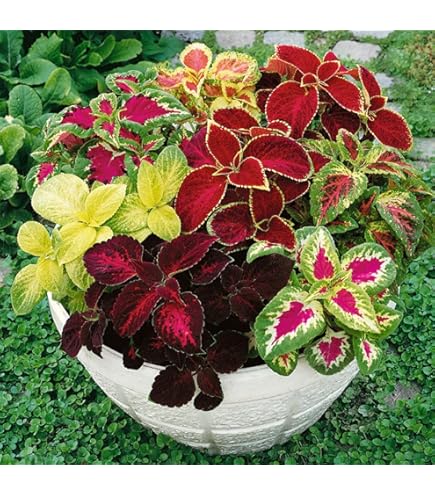Piante Bonsai Balcone 50 Semi Di Begonia Coleus Blu Zaffiro Per
