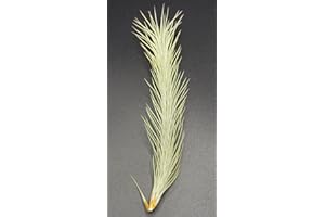 ALLTERRA Tillandsien, Tillandsia funckiana, Bromeliengewächs