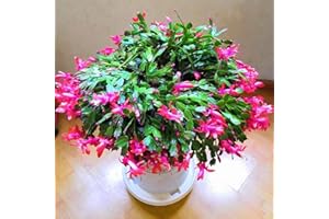 Benoon Schlumbergera Seeds, 20 Stück/Beutel Schlumbergera Seeds Farbe Rustikale Samen Schlumbergera Flower Seeds For Yard Mischfarbe Schlumbergera Seeds