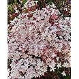 Pink Jasmine Live Plant (Jasminum Polyanthum) with Black Plastic Pot | Fragrant Flowering Vine | Fast-Growing Creeper for Home & Garden | Low Maintenance | (PINK JASMINE FLOWER PLANT)