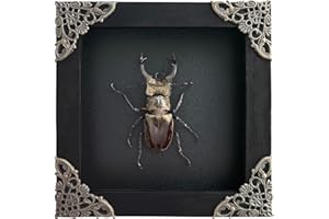 vinatimes Real Black Framed Lucanus Beetles Dead Insect Dried Beetle Shadow Box Wooden Frame Taxidermy Specimen Display Oddity Tabletop Wall Hanging Home Décor Bookshelf K12-57-DE
