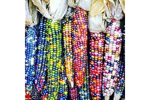 Oce180anYLVUK Semi di mais, 40 pezzi/borsa Semi di mais frutta semi di mais multicolore commestibili per fattoria Corn Seeds