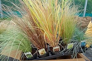 THE ALPINE AND GRASS NURSERY 15 Short Evergreen Grasses (5 Varieties, 3 of Each) in 10.5cm POTS from Specialist Grower in Lincolnshire