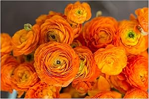 OLIWIER'S BULBS 10x Ranunculus Asiaticus Orange Persian Buttercup Spring Summer Flowering Aviv Perennial Garden Bulbs Hardy Corms Size 5/6