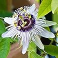 Passiflora Beauty of Hannover | Passion Flower | Evergreen Climbing Exotic Garden Plant in 9cm Pot | Garden Ready Shrub for Containers Walls and Fences (9cm Pot, 20-30cm)
