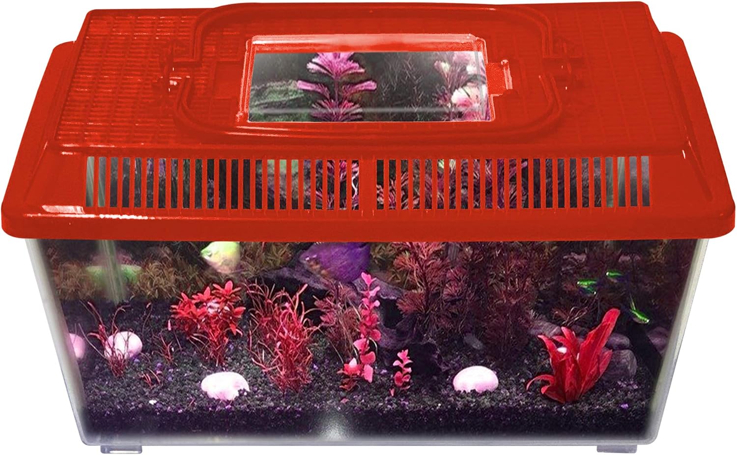 Innova Plastic Transparent Red 2.3L Terrarium Box, Container Aquarium Tank